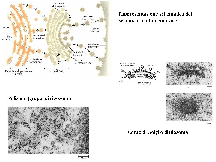 Rappresentazione schematica del sistema di endomembrane Polisomi (gruppi di ribosomi) Corpo di Golgi o