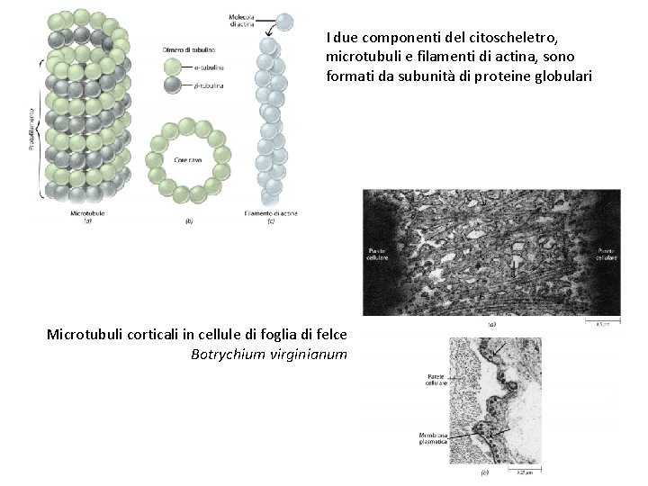 I due componenti del citoscheletro, microtubuli e filamenti di actina, sono formati da subunità