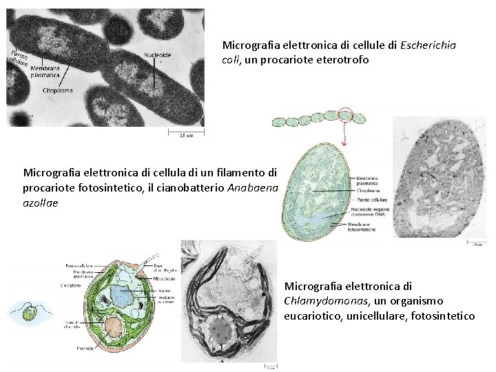 Micrografia elettronica di cellule di Escherichia coli, un procariote eterotrofo Micrografia elettronica di cellula