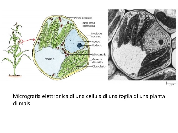 Micrografia elettronica di una cellula di una foglia di una pianta di mais 