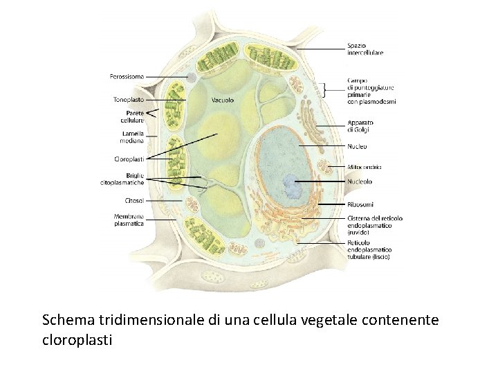 Schema tridimensionale di una cellula vegetale contenente cloroplasti 