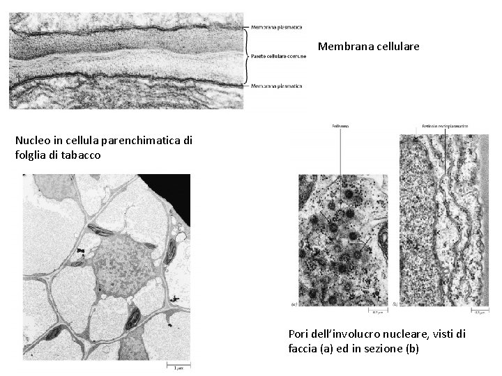 Membrana cellulare Nucleo in cellula parenchimatica di folglia di tabacco Pori dell’involucro nucleare, visti