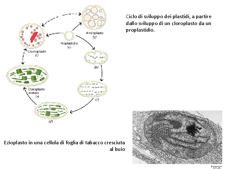 Ciclo di sviluppo dei plastidi, a partire dallo sviluppo di un cloroplasto da un