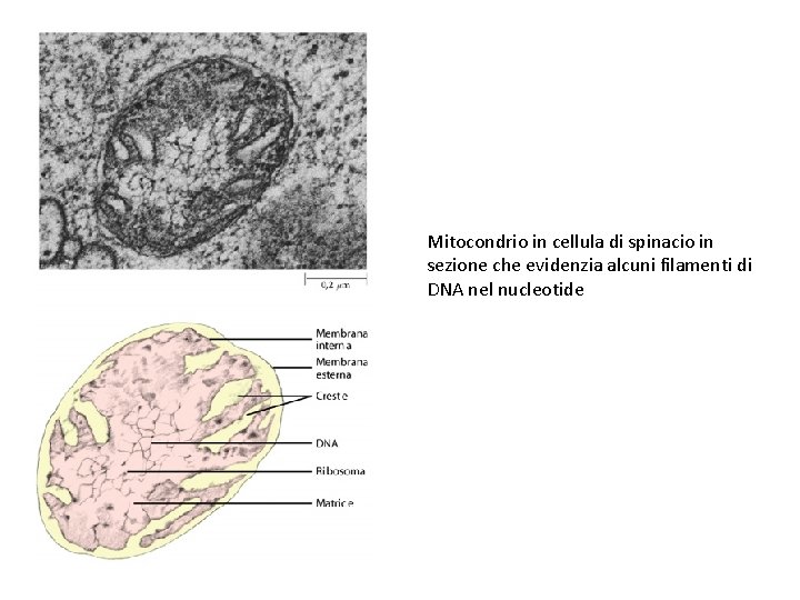 Mitocondrio in cellula di spinacio in sezione che evidenzia alcuni filamenti di DNA nel