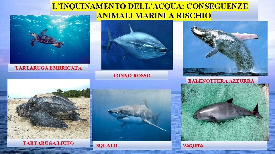 L’INQUINAMENTO DELL’ACQUA: CONSEGUENZE ANIMALI MARINI A RISCHIO TARTARUGA EMBRICATA TONNO ROSSO TARTARUGA LIUTO SQUALO