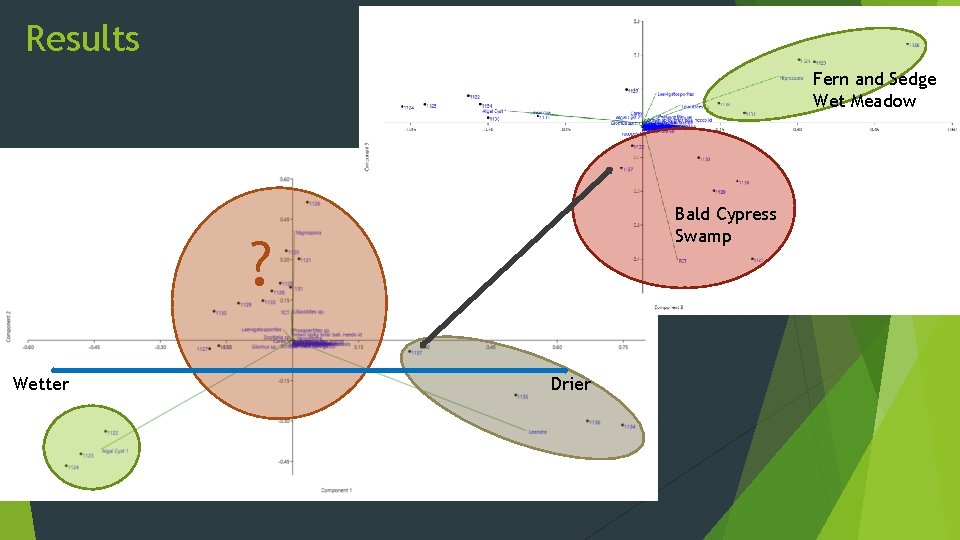 Results Fern and Sedge Wet Meadow Bald Cypress Swamp ? Wetter Drier 