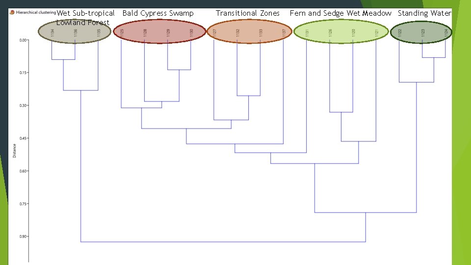Wet Sub-tropical Bald Cypress Swamp Lowland Forest Transitional Zones Fern and Sedge Wet Meadow