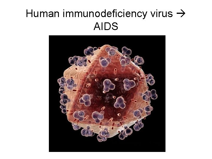 Human immunodeficiency virus AIDS 