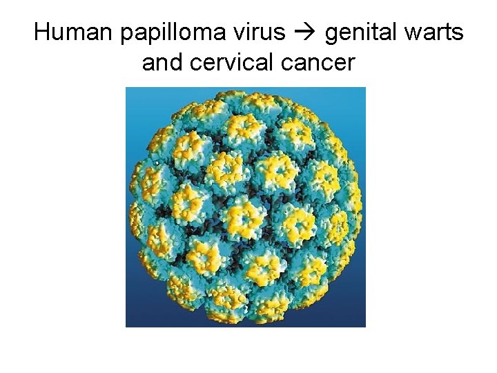 Human papilloma virus genital warts and cervical cancer 