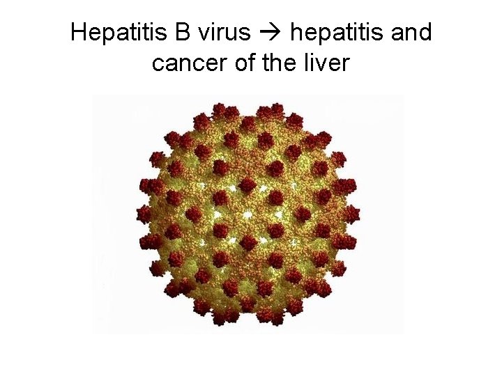 Hepatitis B virus hepatitis and cancer of the liver 