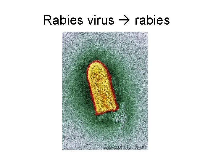 Rabies virus rabies 