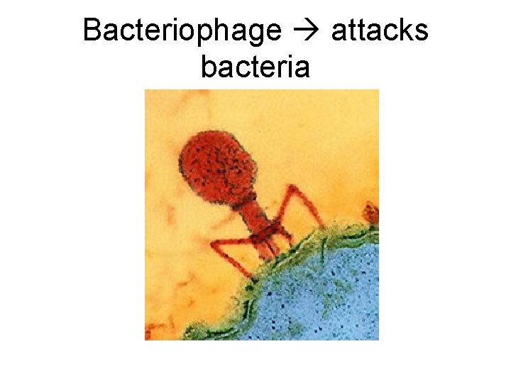 Bacteriophage attacks bacteria 