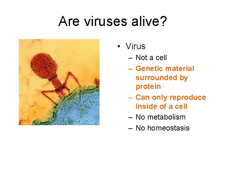 Are viruses alive? • Virus – Not a cell – Genetic material surrounded by