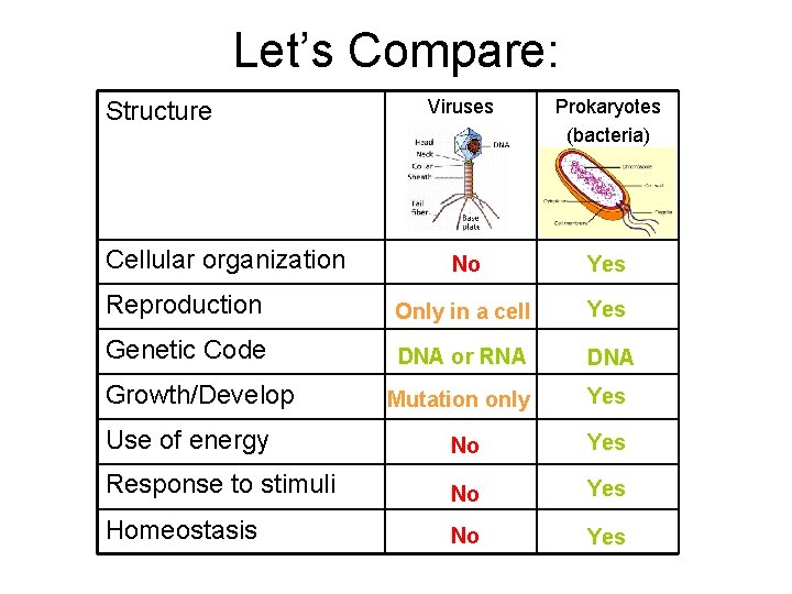 Let’s Compare: Viruses Prokaryotes (bacteria) No Yes Reproduction Only in a cell Yes Genetic