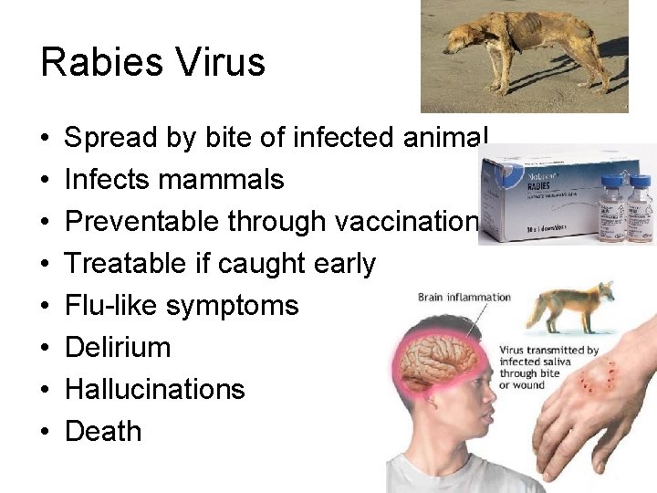 Rabies Virus • • Spread by bite of infected animal Infects mammals Preventable through