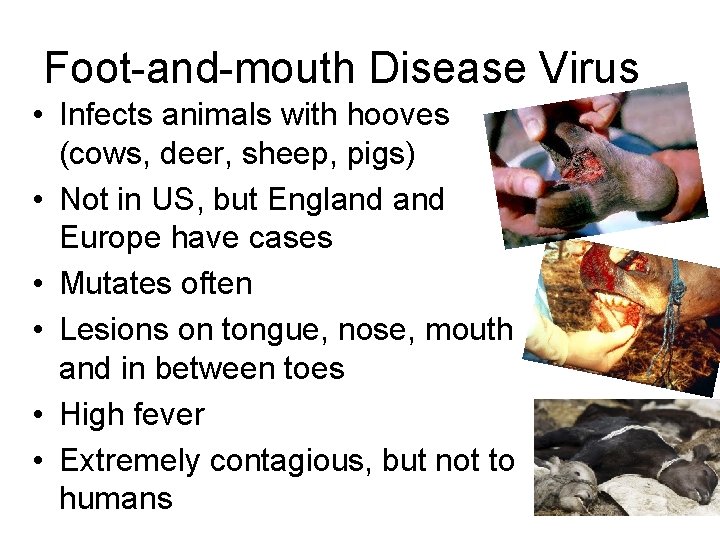 Foot-and-mouth Disease Virus • Infects animals with hooves (cows, deer, sheep, pigs) • Not