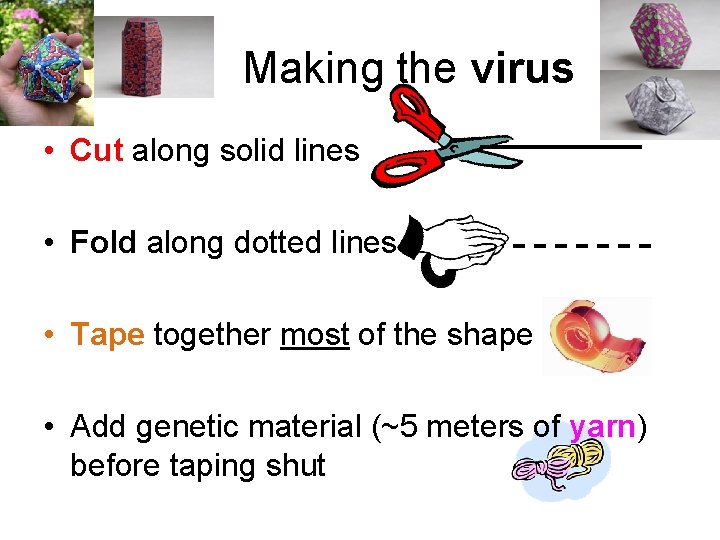 Making the virus • Cut along solid lines • Fold along dotted lines •