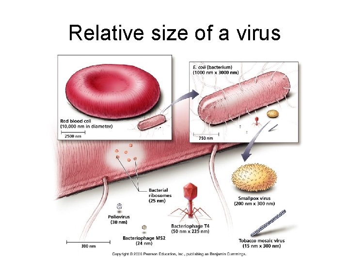 Relative size of a virus 
