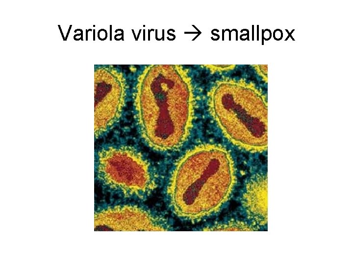 Variola virus smallpox 