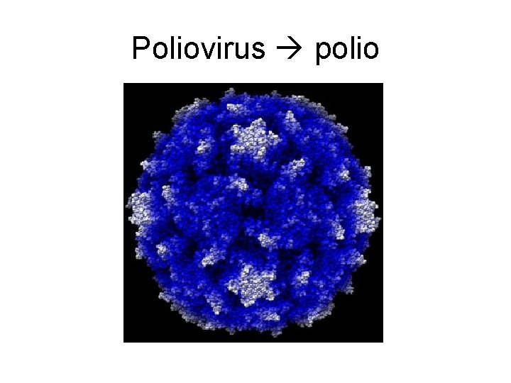Poliovirus polio 