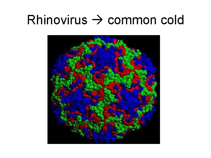 Rhinovirus common cold 