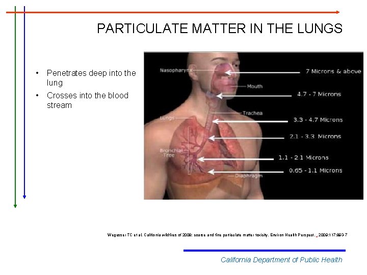 PARTICULATE MATTER IN THE LUNGS • Penetrates deep into the lung • Crosses into