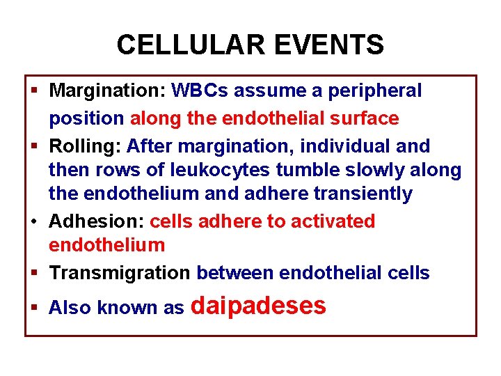 CELLULAR EVENTS § Margination: WBCs assume a peripheral position along the endothelial surface §