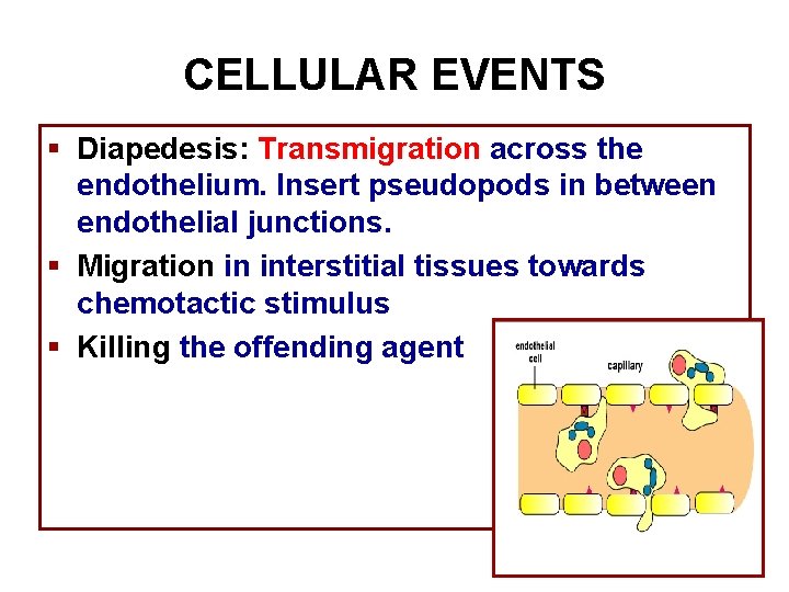 CELLULAR EVENTS § Diapedesis: Transmigration across the endothelium. Insert pseudopods in between endothelial junctions.