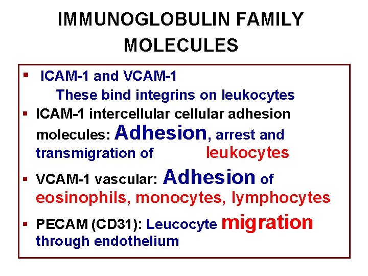 IMMUNOGLOBULIN FAMILY MOLECULES § ICAM-1 and VCAM-1 These bind integrins on leukocytes § ICAM-1