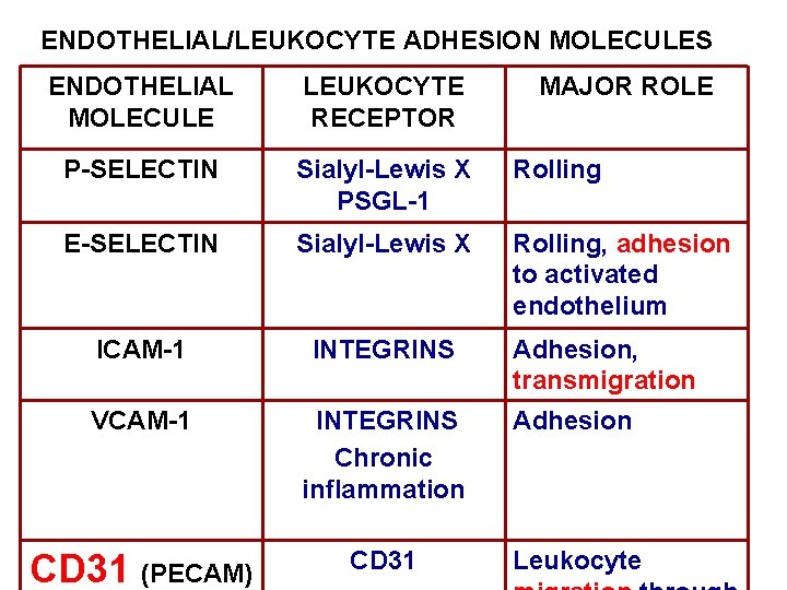 ENDOTHELIAL/LEUKOCYTE ADHESION MOLECULES ENDOTHELIAL MOLECULE LEUKOCYTE RECEPTOR MAJOR ROLE P-SELECTIN Sialyl-Lewis X PSGL-1 Rolling