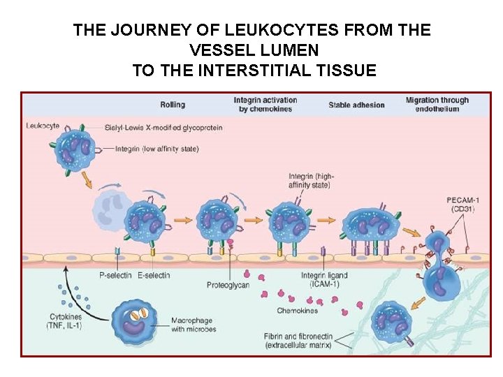 THE JOURNEY OF LEUKOCYTES FROM THE VESSEL LUMEN TO THE INTERSTITIAL TISSUE 