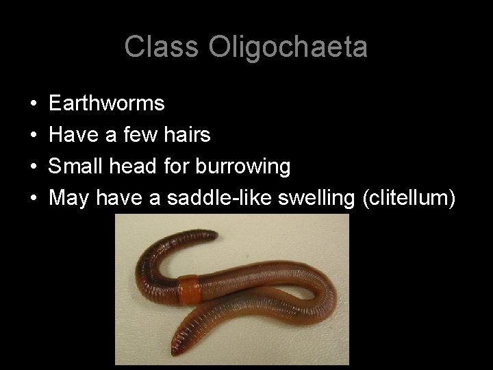 Class Oligochaeta • • Earthworms Have a few hairs Small head for burrowing May