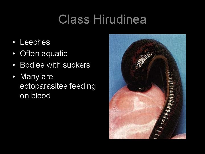 Class Hirudinea • • Leeches Often aquatic Bodies with suckers Many are ectoparasites feeding