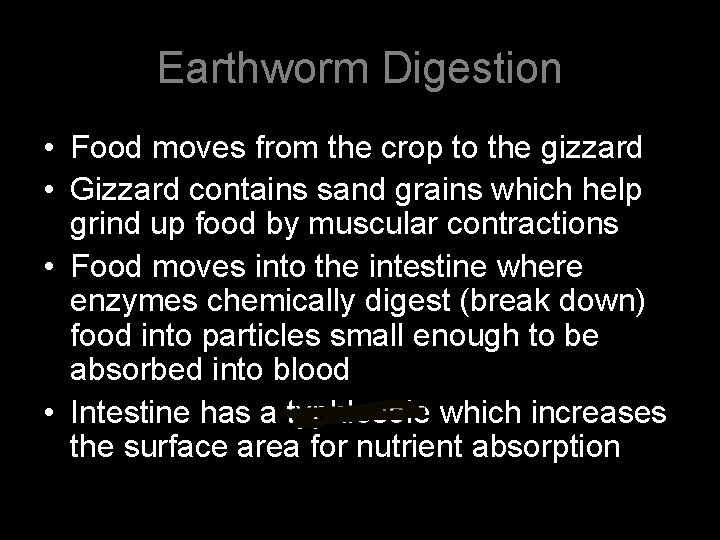 Earthworm Digestion • Food moves from the crop to the gizzard • Gizzard contains