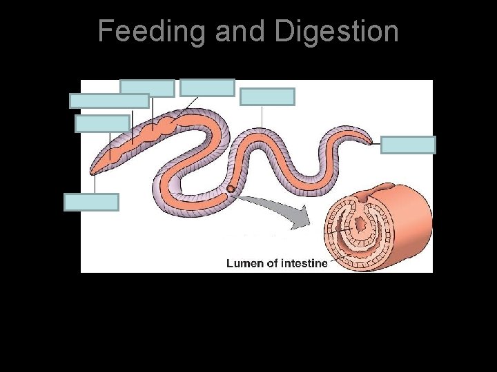 Feeding and Digestion 