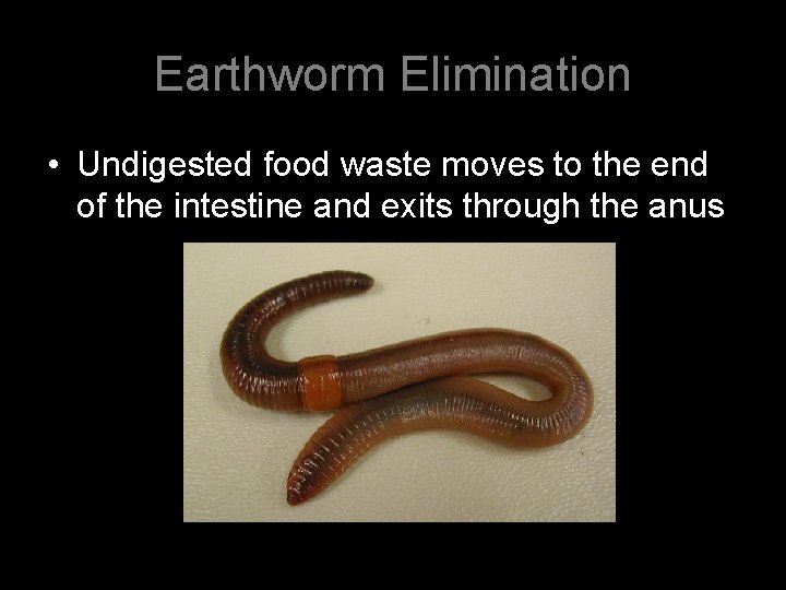 Earthworm Elimination • Undigested food waste moves to the end of the intestine and