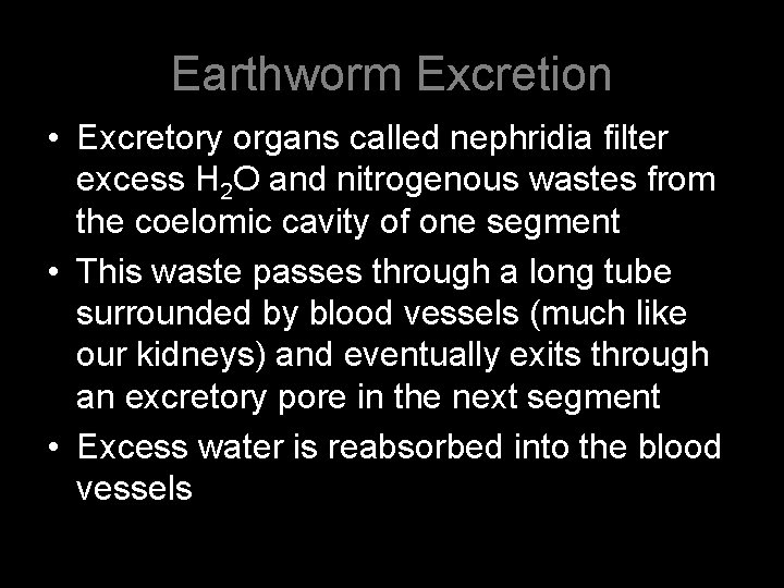 Earthworm Excretion • Excretory organs called nephridia filter excess H 2 O and nitrogenous