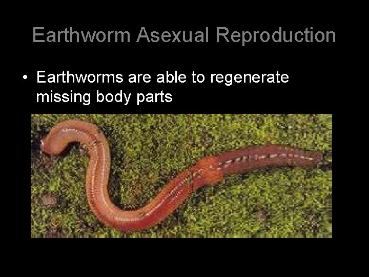 Earthworm Asexual Reproduction • Earthworms are able to regenerate missing body parts 