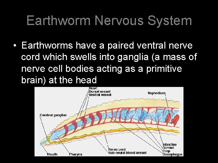 Earthworm Nervous System • Earthworms have a paired ventral nerve cord which swells into