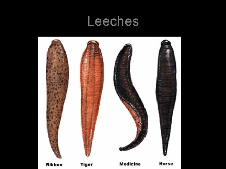 Leeches 