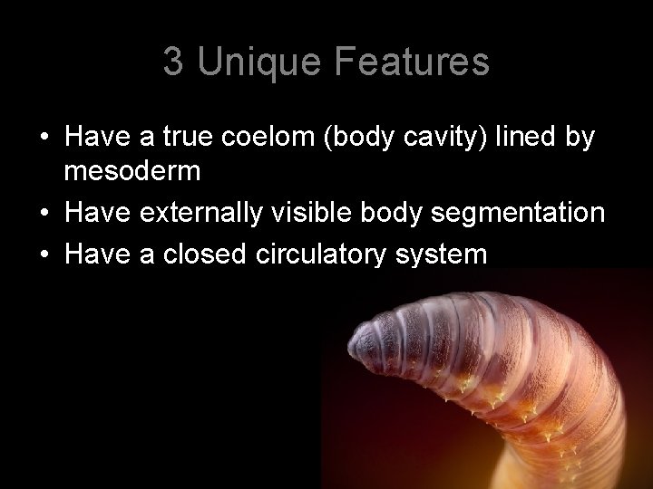 3 Unique Features • Have a true coelom (body cavity) lined by mesoderm •
