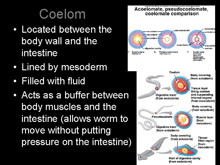 Coelom • Located between the body wall and the intestine • Lined by mesoderm
