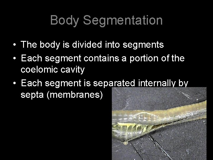 Body Segmentation • The body is divided into segments • Each segment contains a