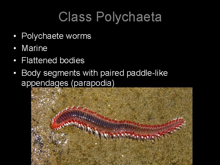 Class Polychaeta • • Polychaete worms Marine Flattened bodies Body segments with paired paddle-like