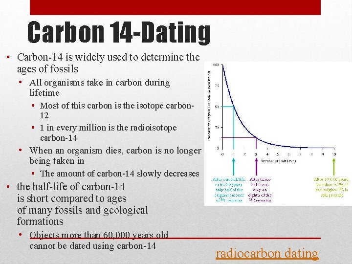 Carbon 14 -Dating • Carbon-14 is widely used to determine the ages of fossils