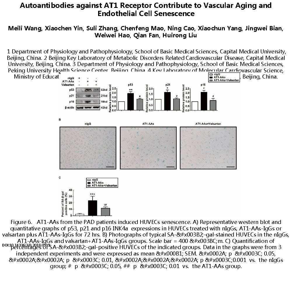 Autoantibodies against AT 1 Receptor Contribute to Vascular Aging and Endothelial Cell Senescence Meili