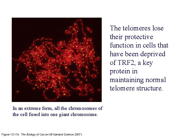 The telomeres lose their protective function in cells that have been deprived of TRF