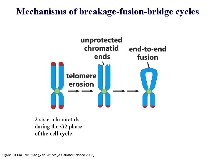 Mechanisms of breakage-fusion-bridge cycles 2 sister chromatids during the G 2 phase of the