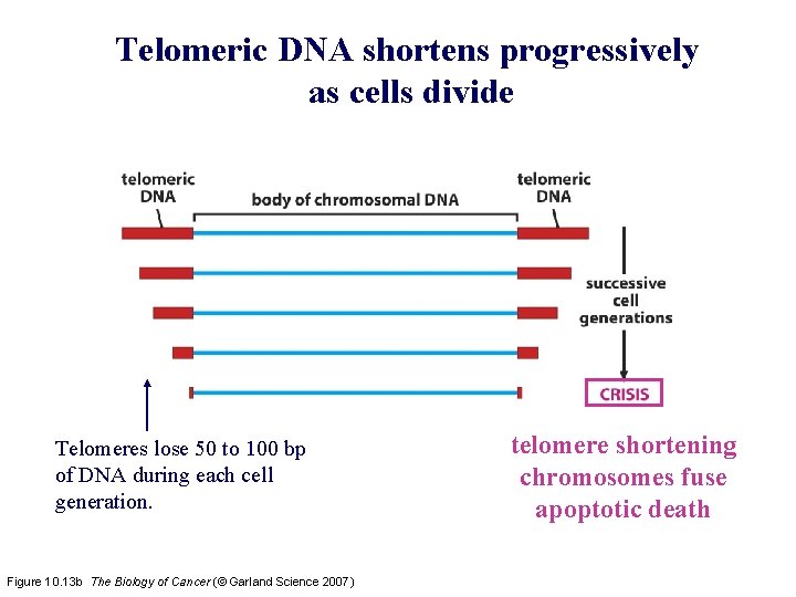 Telomeric DNA shortens progressively as cells divide Telomeres lose 50 to 100 bp of