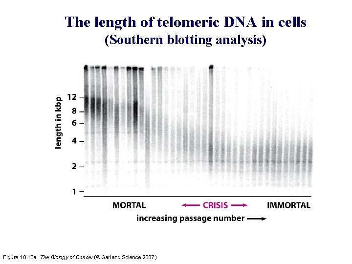 The length of telomeric DNA in cells (Southern blotting analysis) Figure 10. 13 a